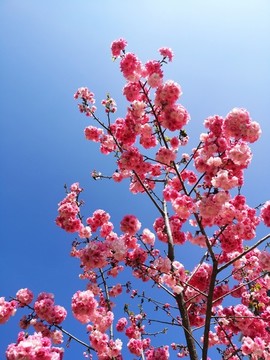 櫻花