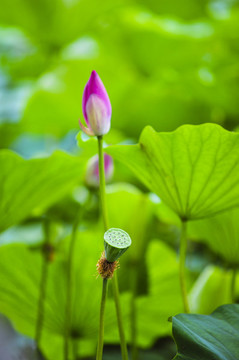 早有蜻蜓立上頭