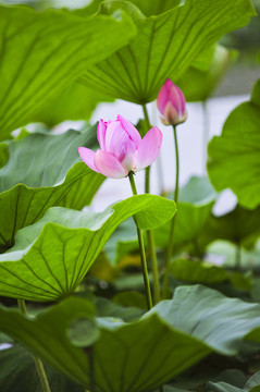 荷花出水