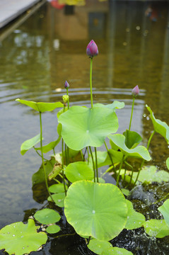湖邊荷花