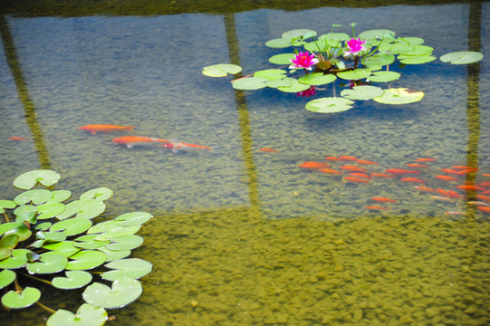 荷花魚(yú)塘