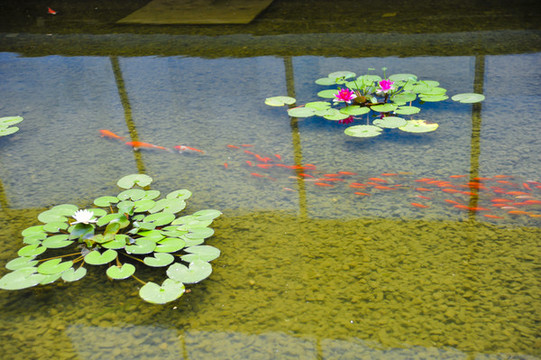 荷花魚塘