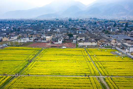 航拍云南大理喜洲古鎮(zhèn)油菜花田