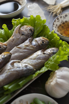 海洋魚類黃花魚