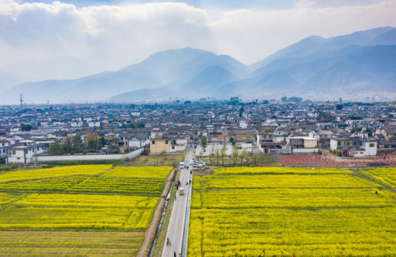 航拍云南大理喜洲古鎮(zhèn)油菜花田