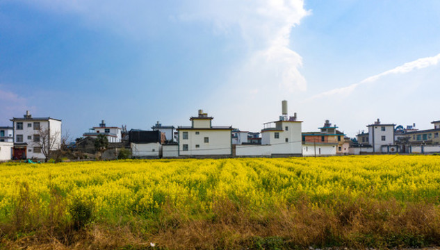 航拍云南大理喜洲古鎮(zhèn)油菜花田