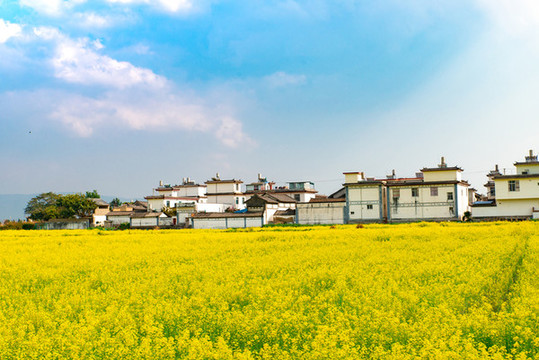 航拍云南大理喜洲古鎮(zhèn)油菜花田