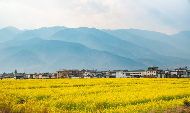 航拍云南大理喜洲古鎮(zhèn)油菜花田
