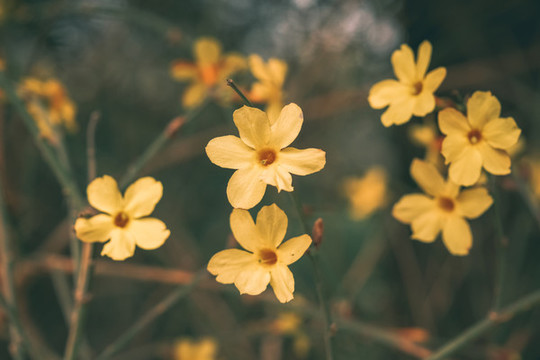 迎春花