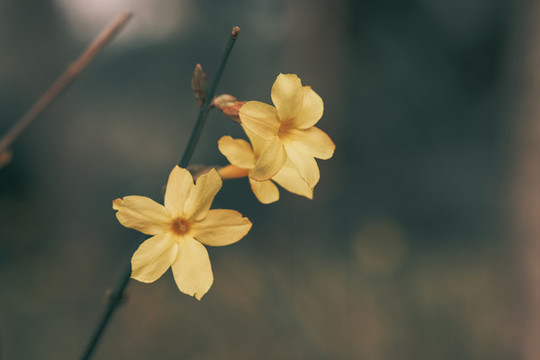 迎春花