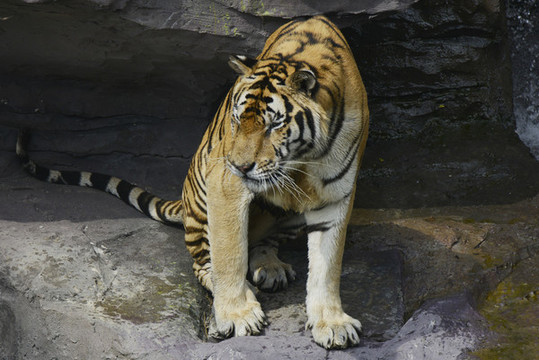 動(dòng)物園老虎
