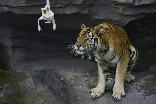 動物園老虎