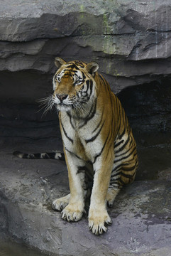 動(dòng)物園老虎