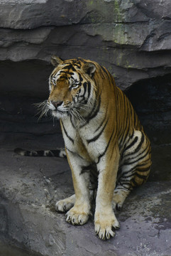 動(dòng)物園老虎