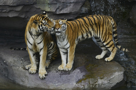 動物園老虎