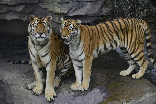 動物園老虎