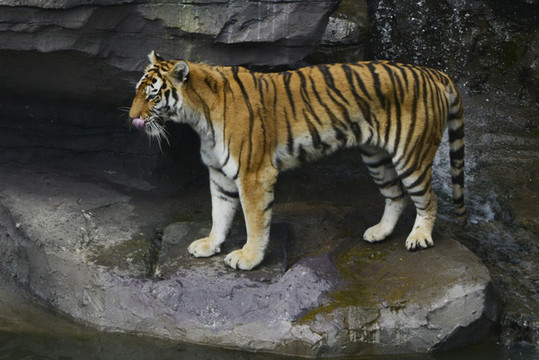 動(dòng)物園老虎