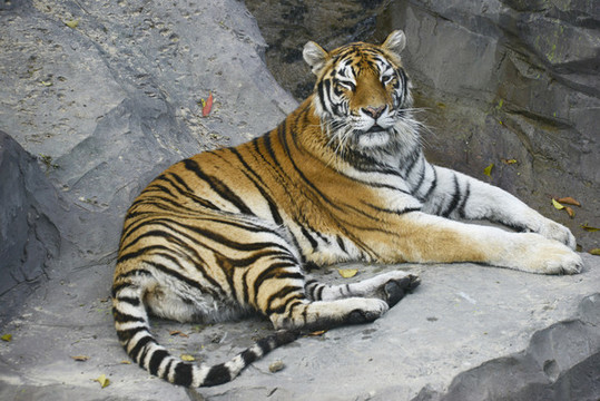 動(dòng)物園老虎