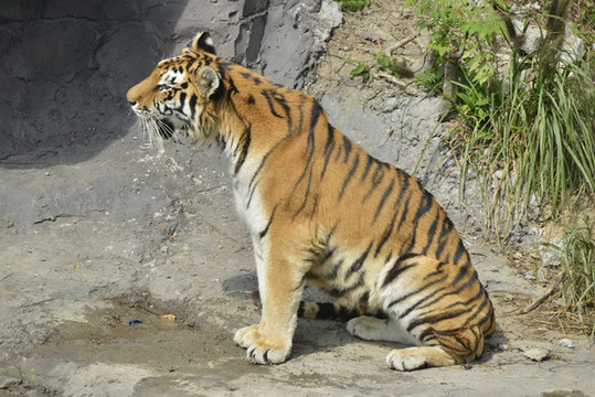 動(dòng)物園老虎