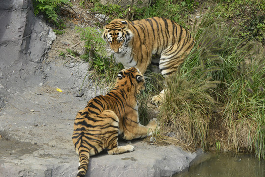 動物園老虎