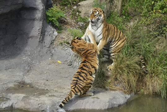 動物園老虎