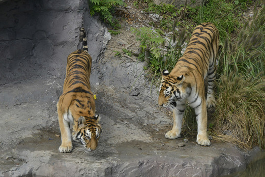 動(dòng)物園老虎
