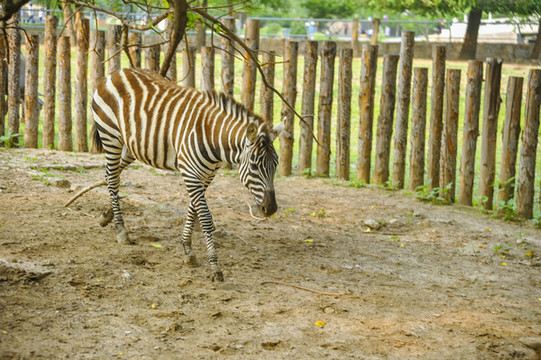 動物園斑馬