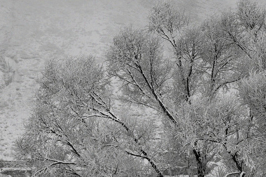 雪松