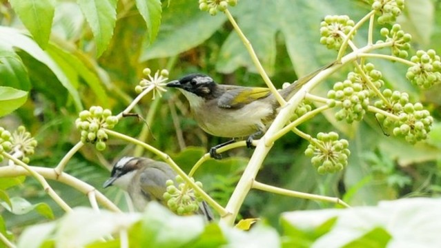 覓食八角金盤的白頭鵯
