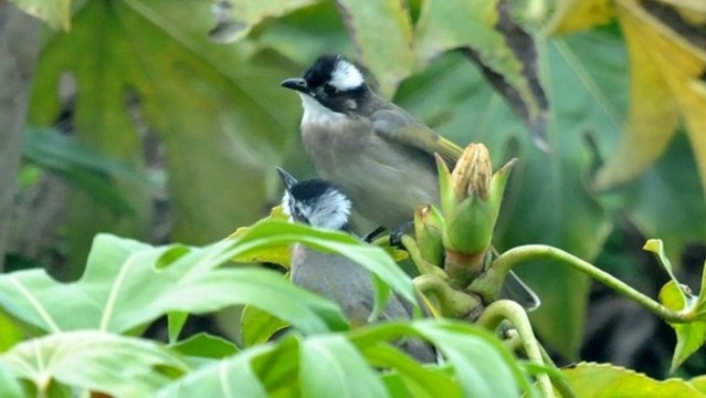 覓食八角金盤(pán)的白頭鵯
