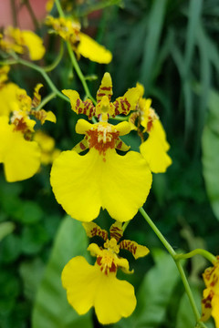 蘭花