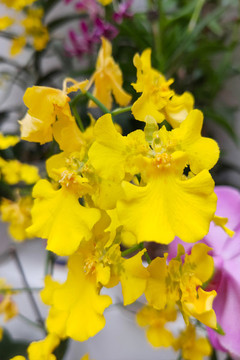 蘭花