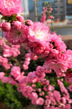 梅花