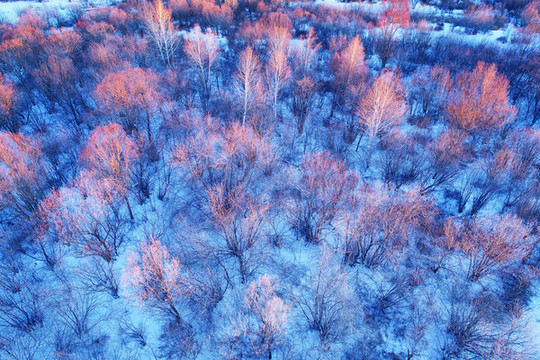 航拍大興安嶺雪原叢林紅樹稍