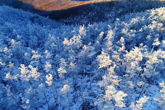 大興安嶺冬季雪林