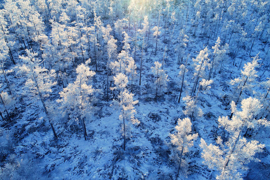 航拍林海雪原雪林