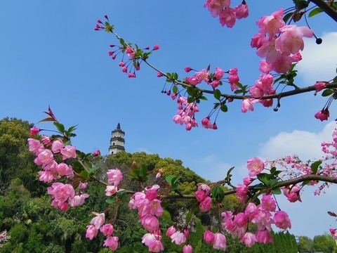 春天里的寶塔