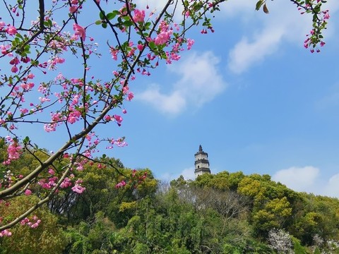 春天里的寶塔