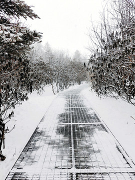 雪景