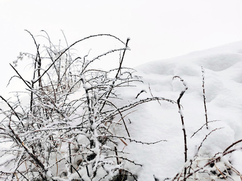 雪景