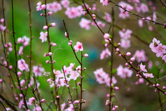 春天里開的桃花