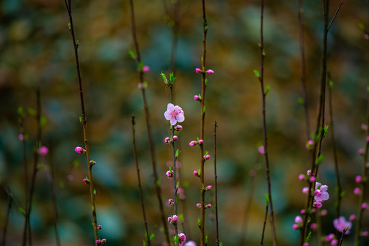 春天里開的桃花