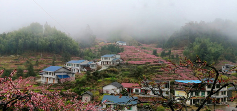 黃桃桃花