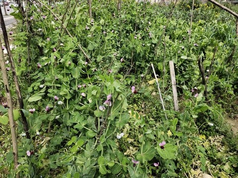 豌豆種植