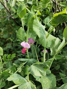 豌豆開花
