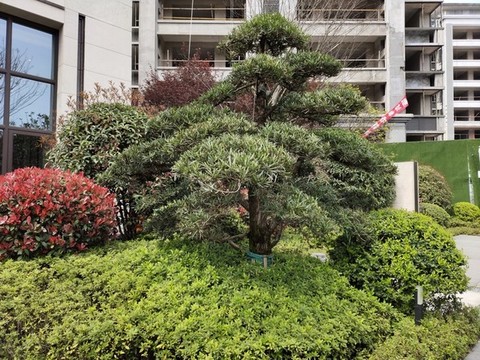 公園綠植