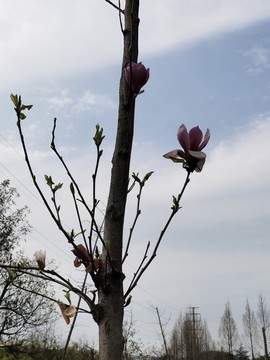 玉蘭花特寫