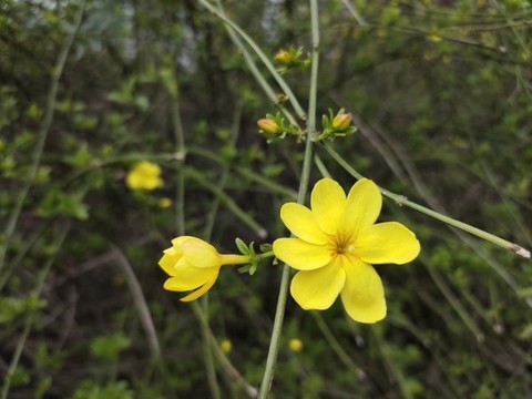 迎春花與花苞