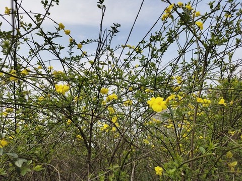 報(bào)春花綠植