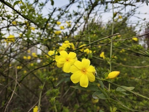迎春花大圖